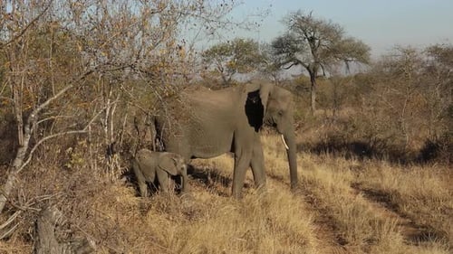 Static shot of a adult elephant standing with its baby elephant on a dirt track