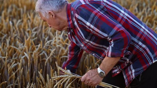 Old Caucasian man picking the spikelets of wheat. Farmer in his field of ripe bread at sunset.