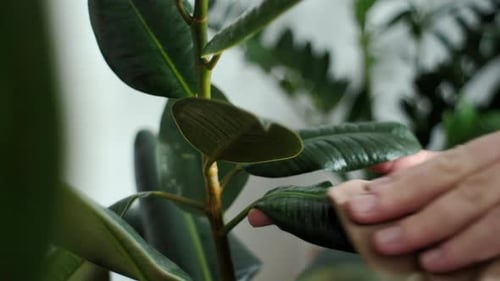 Home hobby gardening concept. Close-up of female hands caring for home ficus plant