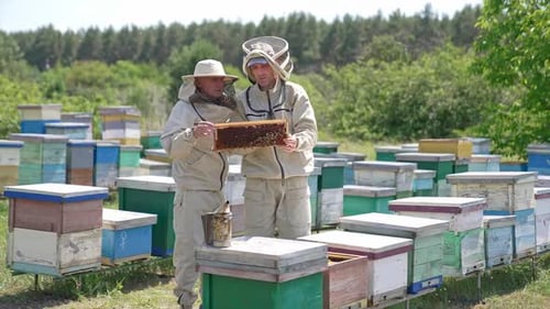 Apicultores experimentados con trajes de protección especiales que trabajan en el colmenar.