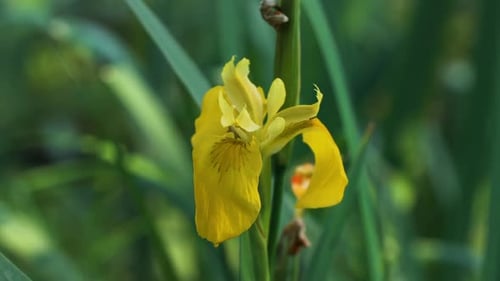 Close up of yellow iris flower on blurred green grass background