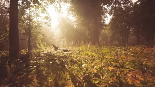 Sunlight Streams Through Trees in a Serene Forest Landscape During Golden Hour