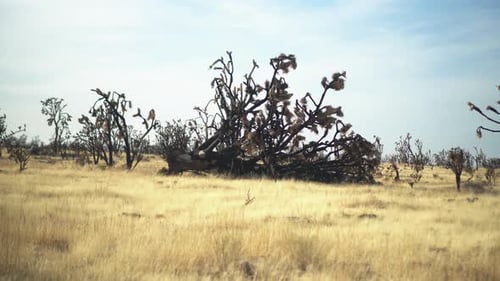 Low angle view of fallen dry trees in the desert,