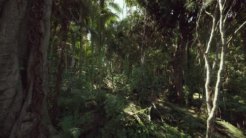 Tall Trees and Tangled Vines Create Untamed Wilderness Ambiance