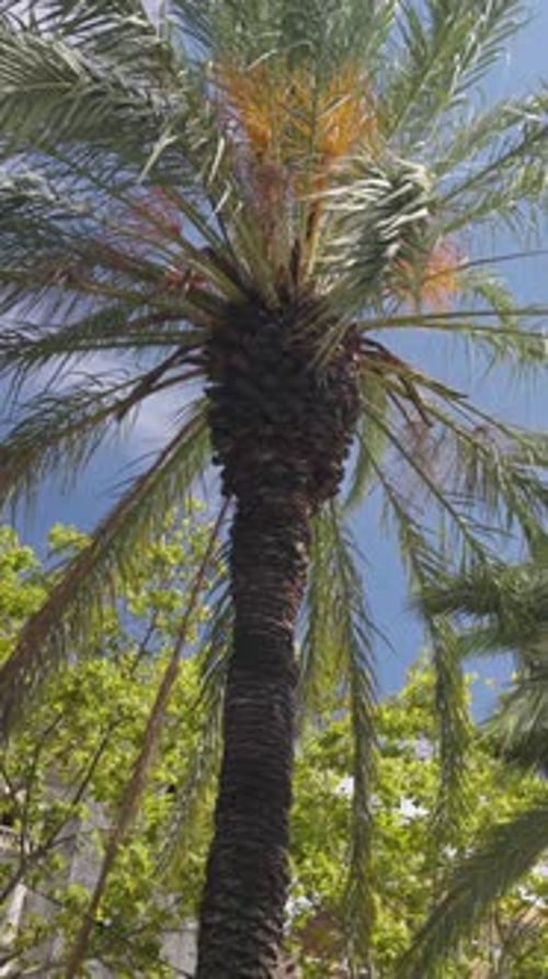 Tall Palm Tree with Blue Sky in Background