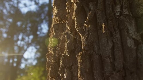 Ein Baum im Park mit Moos, Nahaufnahme, Makro, Holzstamm, Textur im Wald an einem sonnigen Tag, Wild