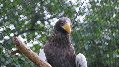 Vogel thront auf einem Baum mit blauem Himmelshintergrund, Seeadler, Familie Accipitridae