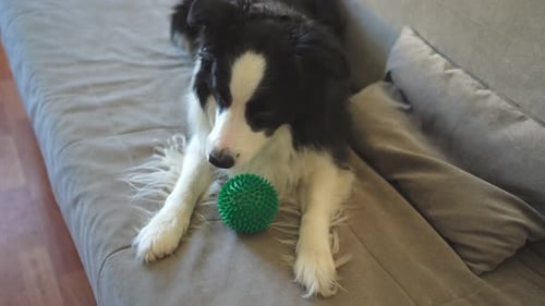 Playful Dog Lying with Toy on Couch