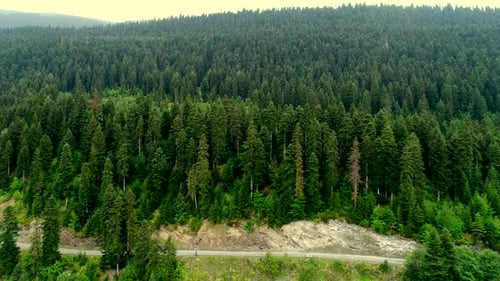 Aerial Video of Green Trees Forest