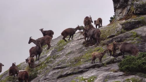 Himalaya-Tahr-Bergziegenkürbis auf einem Hügel, 2023, Zeitlupe