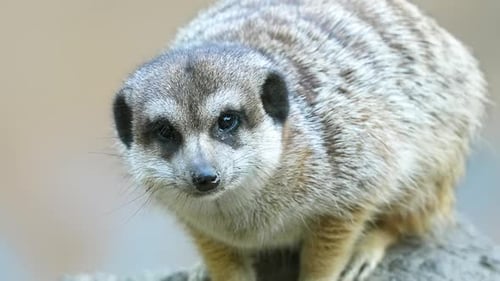 Erdmännchenkopf aus nächster Nähe. Großes, flauschiges Mungo-Zoo-Porträt. Nahaufnahme der Tiermaulschnauze.