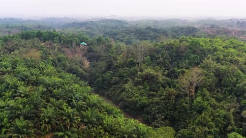 Aerial view of green roofed house in forest, Bangladesh.