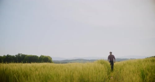 Farmer Examining Crops Wheat Field Agriculture Harvesting