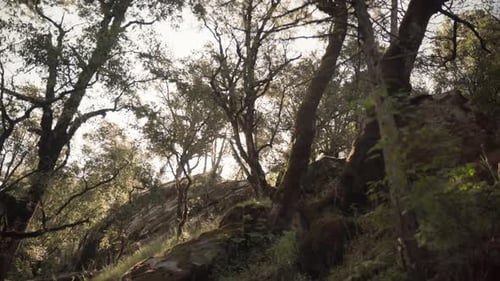 Canopée forestière ensoleillée avec de grands arbres et de la lumière dans une forêt tranquille