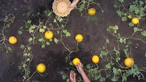 Picking Ripe Yellow Melons from a Farm Patch