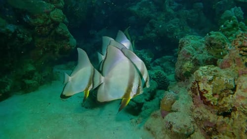 Group of Spadefish floats over seabed near coral reef