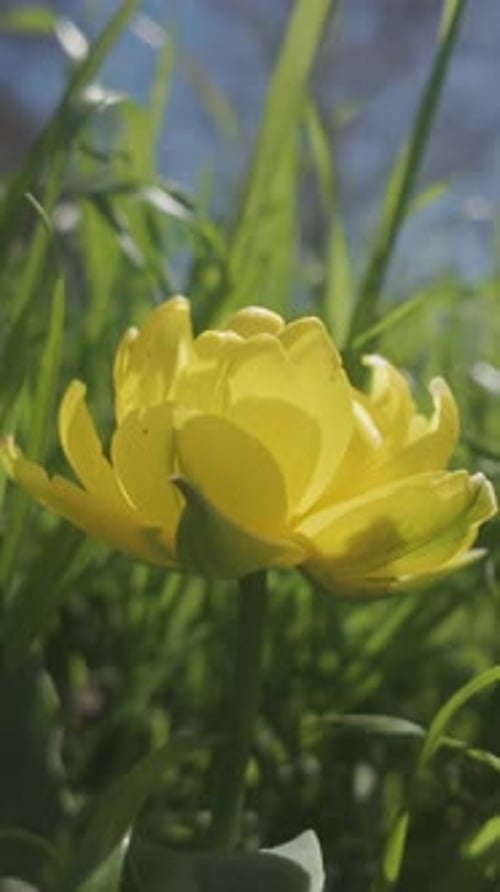Camera moves around yellow Globeflower, Trollius europaeus growing in green grasss