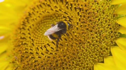 Bumblebee Collects Pollen on Yellow Sunflower Close Up
