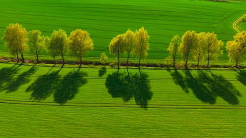 Casting Tree Shadows on Wheat Field at Sunset Spreading Golden Light Over Green Cereal Plantation