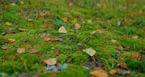 Steps Along the Forest Path Fallen Leaves and Green Moss