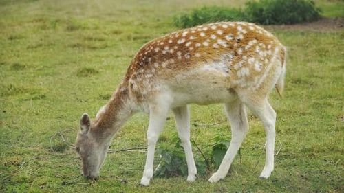 Deer Grazing Peacefully in Green Pasture