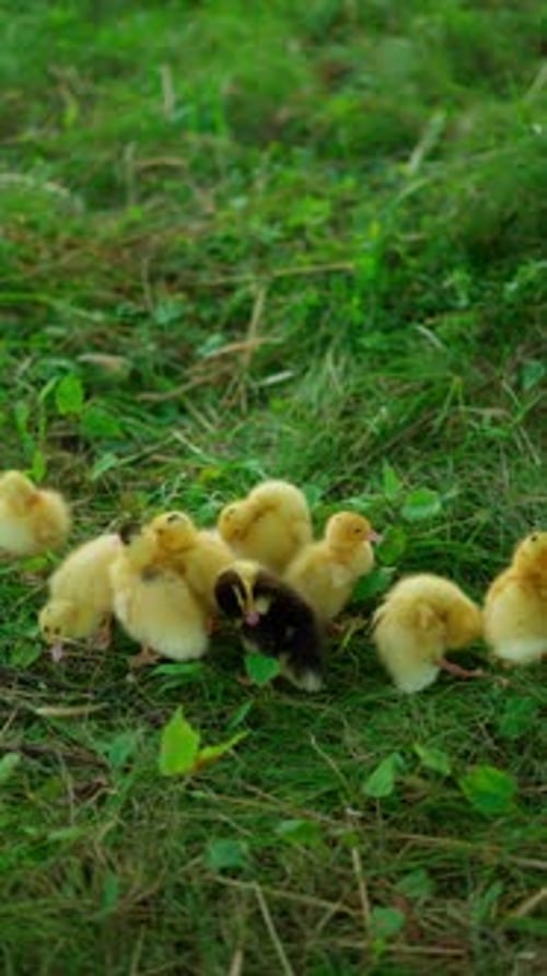Gruppe flauschiger Entenküken, Ruhekonzept gelber Entenküken