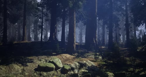 Majestic Forest Landscape with Tall Trees and Serene Atmosphere at Dawn