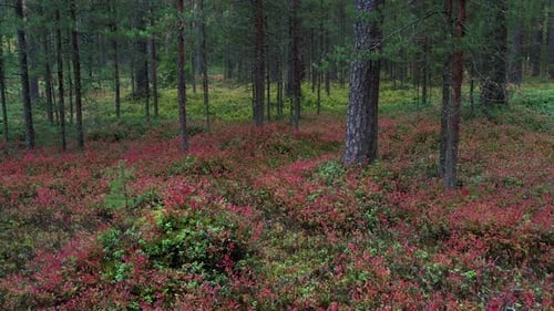 Flying in low altitude above glades with red autumn leaves of blueberry in the pine forest. Aerial v