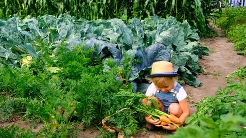 a Child Harvests in the Garden Selective Focus