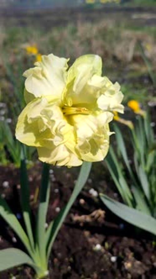 Yellow Daffodil Flower Blooms in a Spring Garden