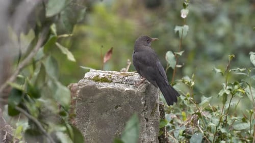Gemeine Amsel