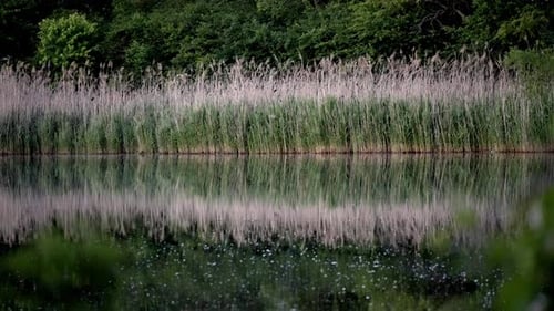 Peaceful Pond at Dusk: Reeds Reflected in Still Water, Tranquil Scene