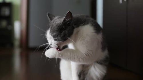 Graue und weiße Katze, die akribisch pflegt und vorsichtig die Pfote leckt und dabei auf einwandfreie Hygiene achtet