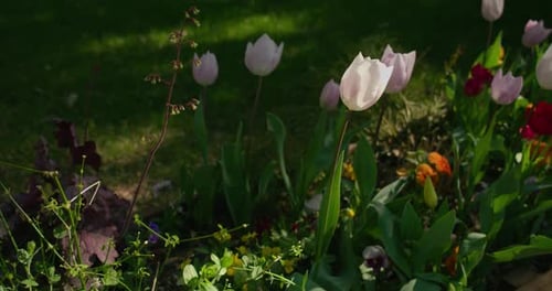 Growing Colorful Tulips In The Spring Garden At Daytime. Close Up