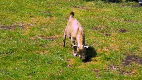 Little goats graze in the meadow. Eating grass and relaxing. Livestock video.
