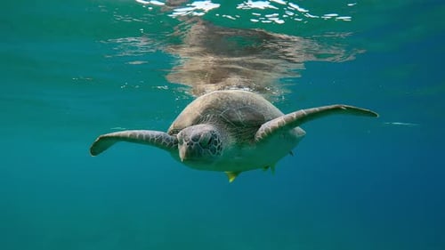 Porträt einer Meeresschildkröte, die bei Sonnenuntergang unter der Wasseroberfläche schwimmt,