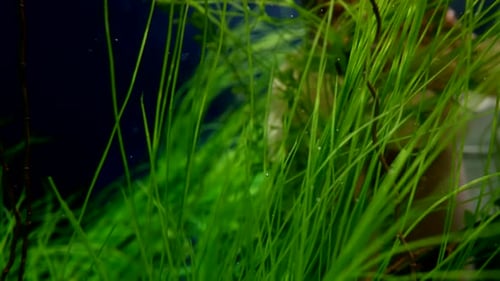 Fabelhafte Unterwasseraufnahme von grünen Algen, die in mysteriöser Tiefe schwanken, Zeitlupe