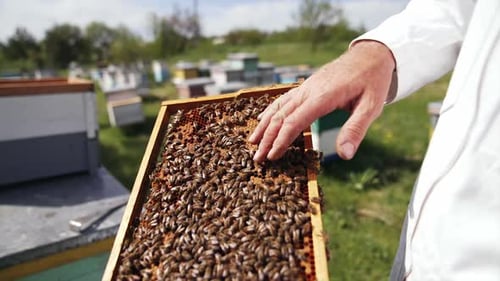 Bees Covering Honeycomb Frame in Rural Apiary