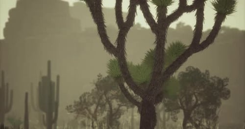 Exploring a Serene Desert Landscape Under Muted Light with Unique Flora
