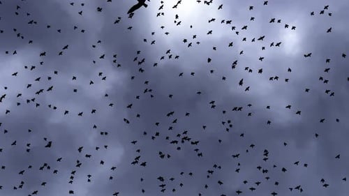 Tiervögel am bewölkten Himmel 2