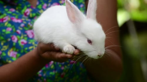 Person Holding a White Rabbit Outdoors