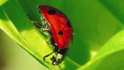 Ladybug on the Green Leaf Plant