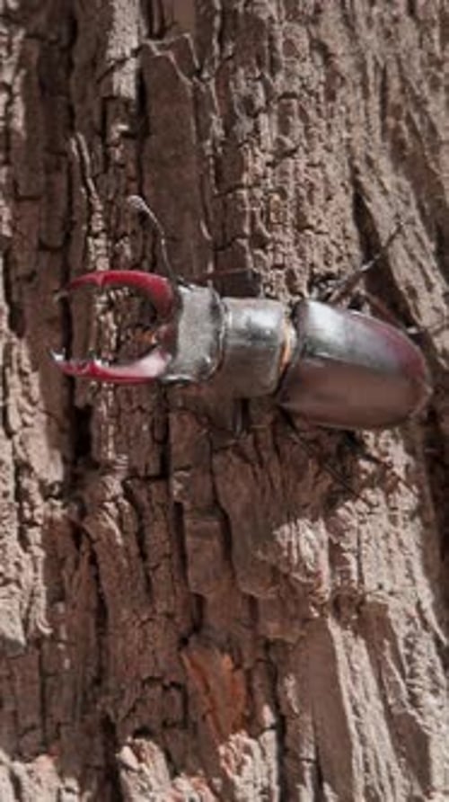Stag Beetle Crawling on a Tree Trunk