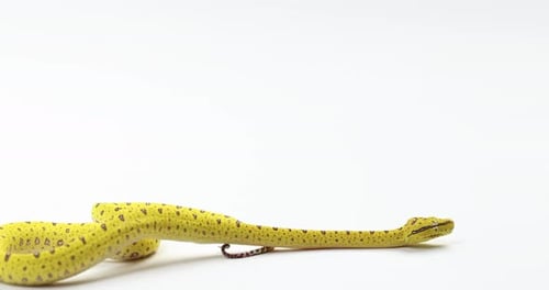 Árvore verde-amarela (python) desliza pela parte inferior da moldura, isolada em fundo branco