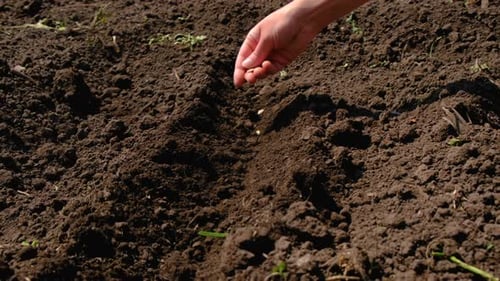 a Woman Sows Seeds in a Vegetable Garden Selective Focus
