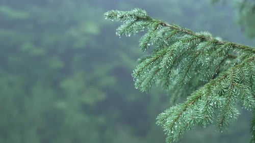Spruce Branch Under the Rain