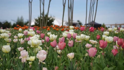 A Colorful Tulip Field in Full Bloom Showcasing a Variety of Seasonal Blossoms and Colors