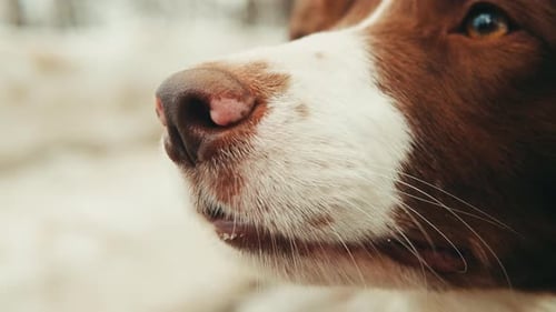 Nahaufnahme eines Border Collies im Schnee im Park, Hund, der auf dem Schnee sitzt, Porträt eines