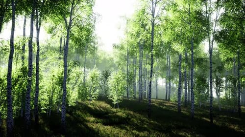 Panorama of Birch Forest with Sunlight