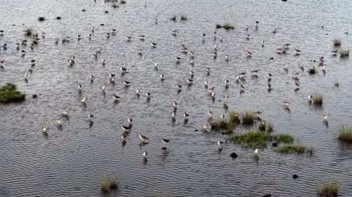 Aerial view of sandpipers flock foraging on tidal mudflat